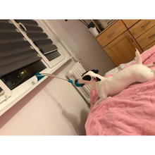 Load image into Gallery viewer, Multifunction Pet Bite Toy | brush teeth while playing
